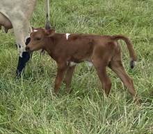 DSF Tuff's Storm Calf II