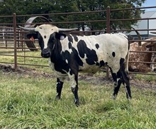 DSF Tuff Maiden Calf