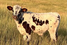 Galena stone-High voltage calf