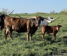 Garland Bull Calf